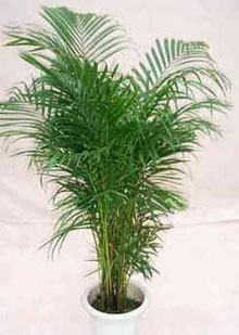 Chrysalidocarpus