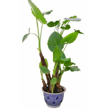 Guanyin Plant