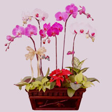 Five Phalaenopsis Orchids