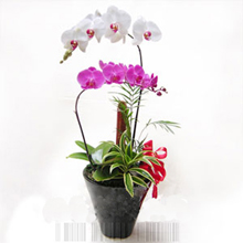 Phalaenopsis Orchids A