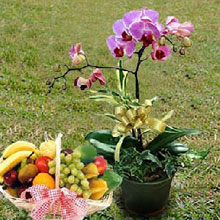 Orchid & Fruit Basket