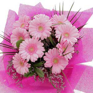 10枝粉色非洲菊