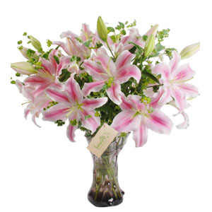 Pink Lily Love
