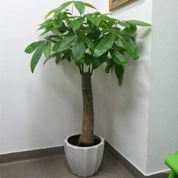 Plant tree