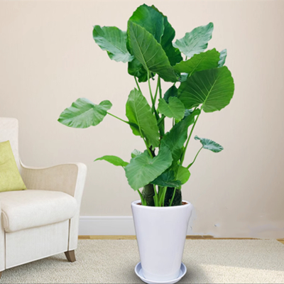 Guanyin Plant
